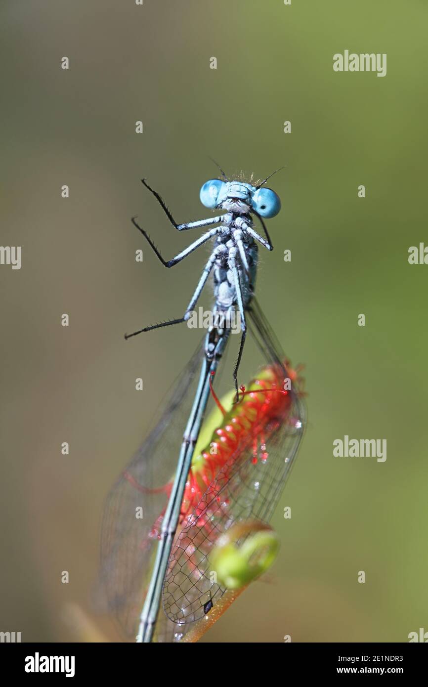 La rugiada in foglie tonde, la rotundifolia di Drosera, e la variabile bluet, Coenagrion pulchellum, come sua preda Foto Stock