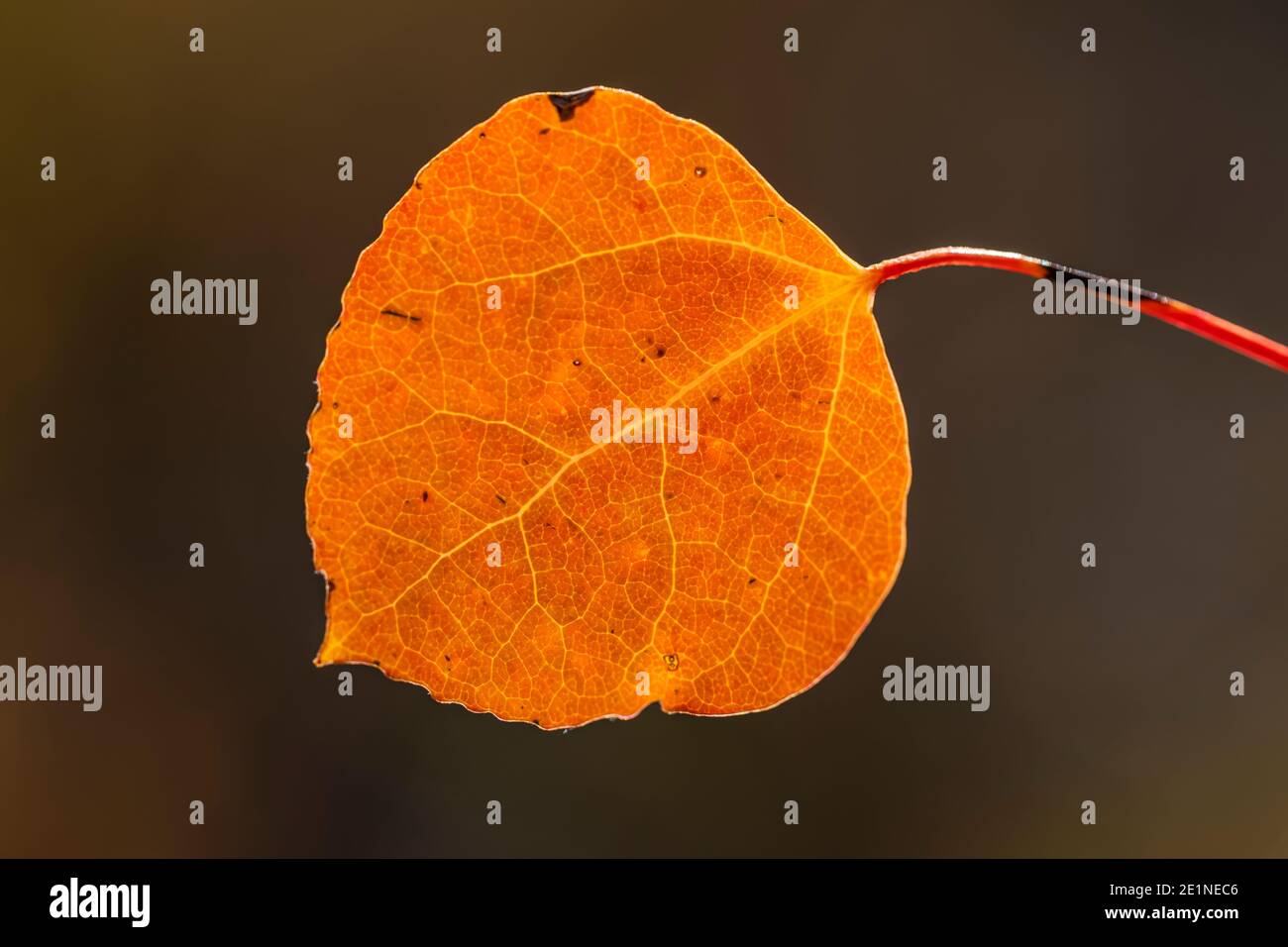 Tremante Aspen, tremuloides di populus, foglie autunnali nel parco nazionale di Great Basin, Nevada, Stati Uniti Foto Stock