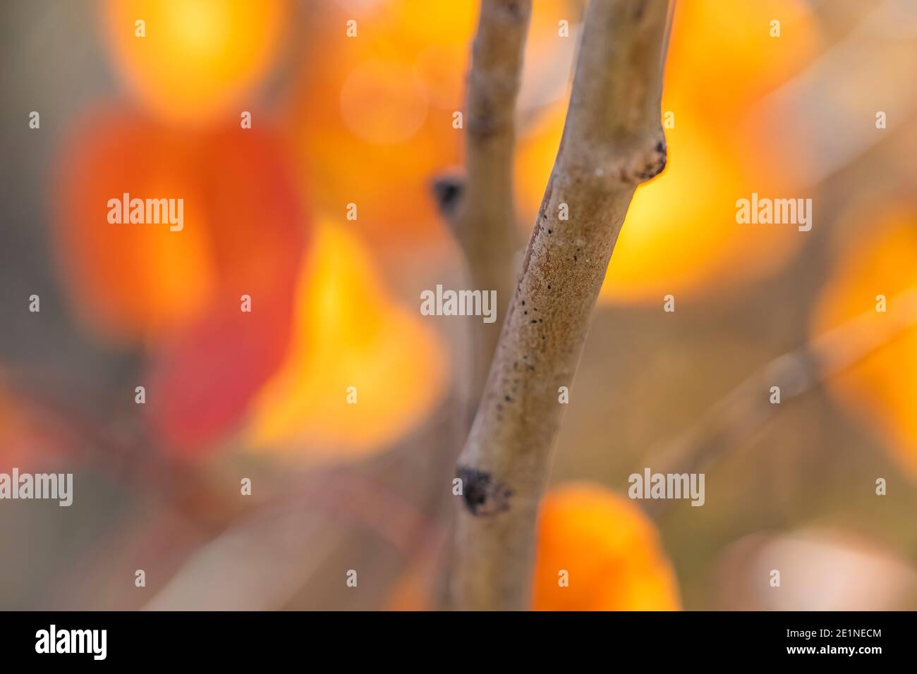 Tremante Aspen, tremuloides di populus, foglie autunnali nel parco nazionale di Great Basin, Nevada, Stati Uniti Foto Stock