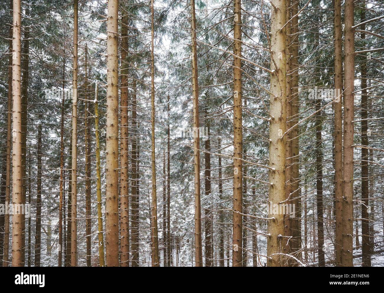 Foto di una foresta di montagna durante l'inverno innevato, sfondo della natura. Foto Stock