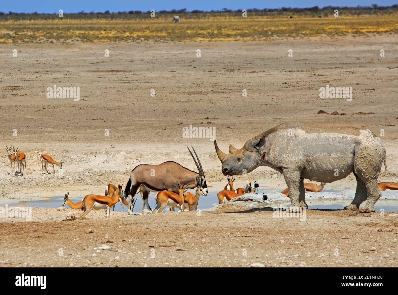 Rinoceronte nero e altri animali in pericolo in un buco d'acqua nel Parco Nazionale di Etosha, Namibia Foto Stock