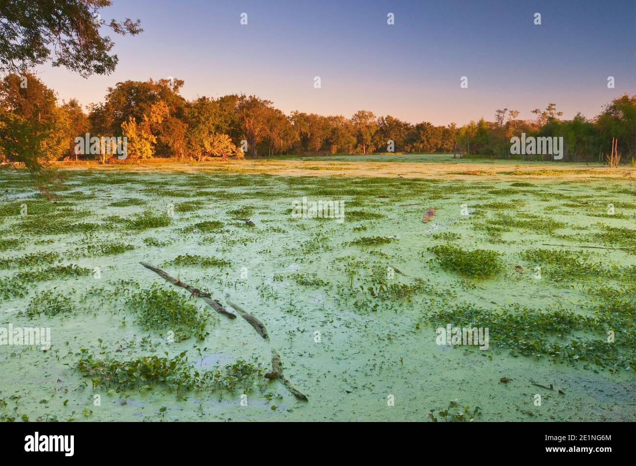 Lago Elm all'alba, nel Brazos Bend state Park vicino a Houston, Texas, Stati Uniti Foto Stock