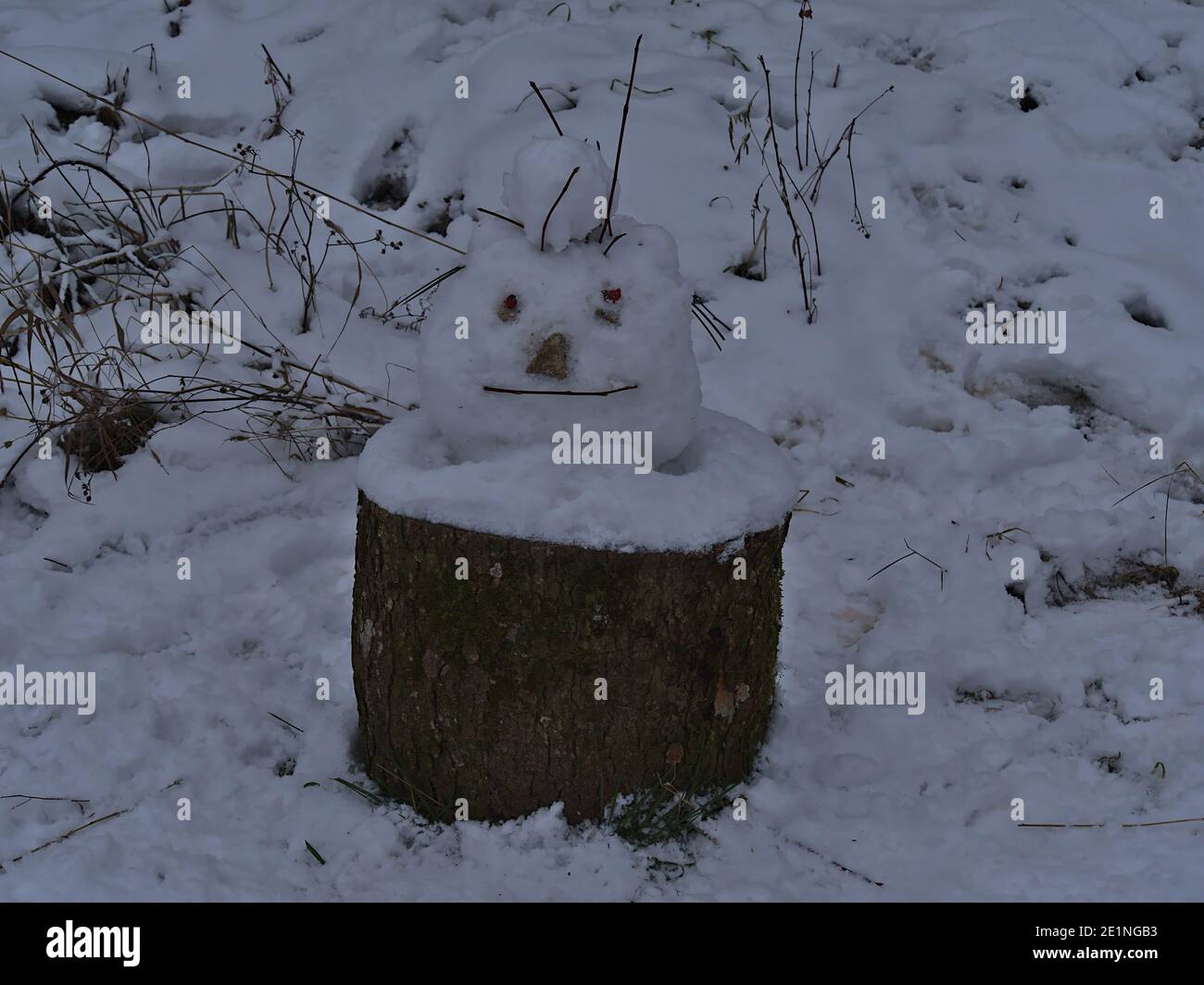 Vista frontale di una testa dall'aspetto divertente costruita di neve sulla cima di un tree stump in una foresta vicino a Gruibingen, Alb Svevo, Germania nella stagione invernale. Foto Stock