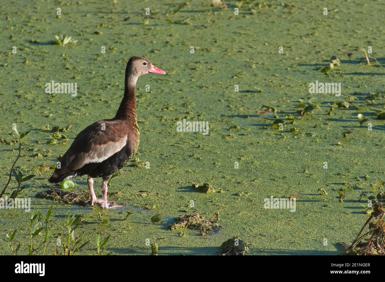 Nero fischio panciuto anatra (Dendrocygna autumnalis) a Elm Lago coperto con lemna (duckweeds) in Brazos Bend State Park vicino a Houston, Texas, Stati Uniti d'America Foto Stock