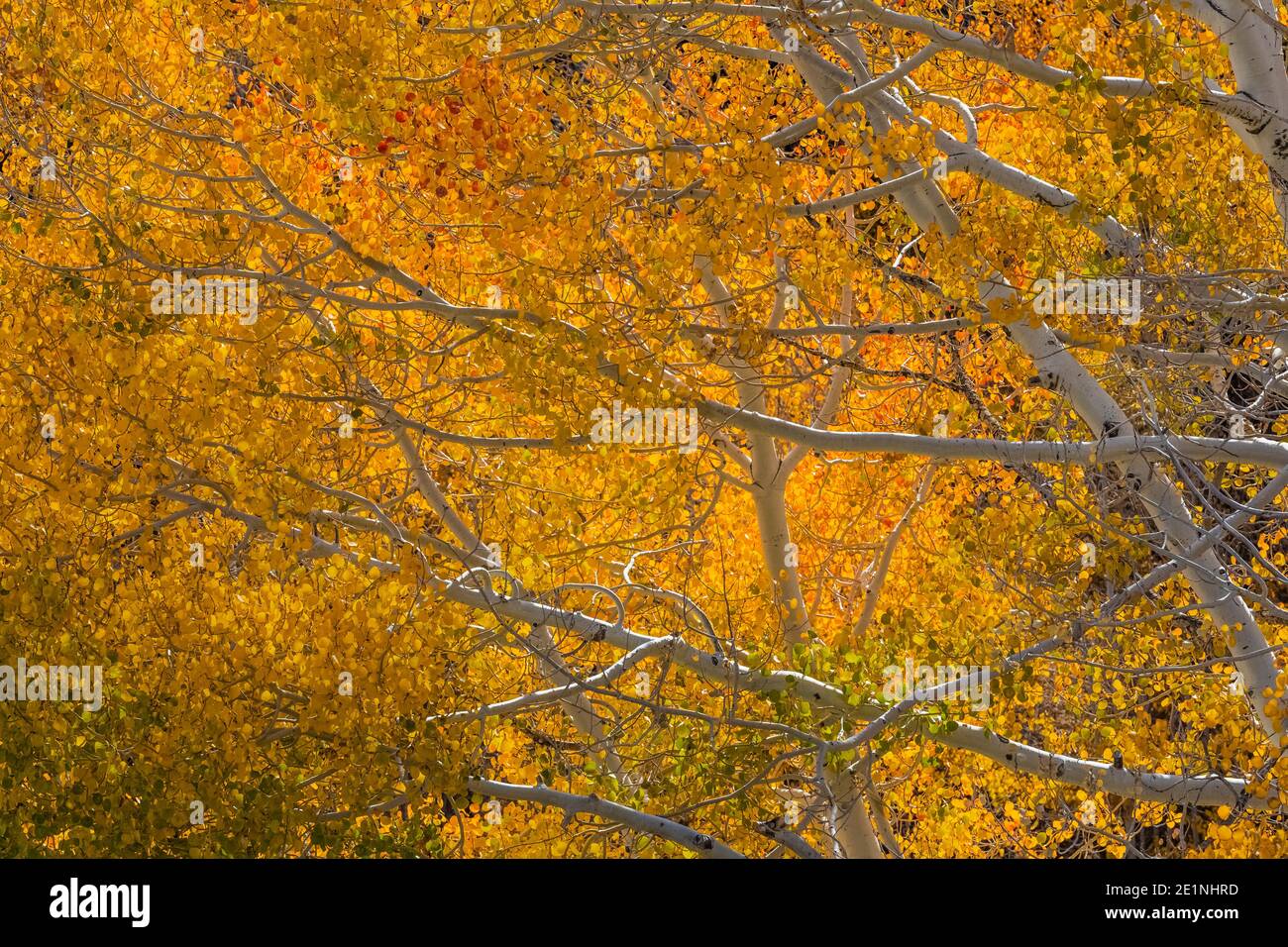 Quaking Aspens, Topulus tremuloides, in brillante colore autunnale lungo Baker Creek Road nel Great Basin National Park, Nevada, USA Foto Stock