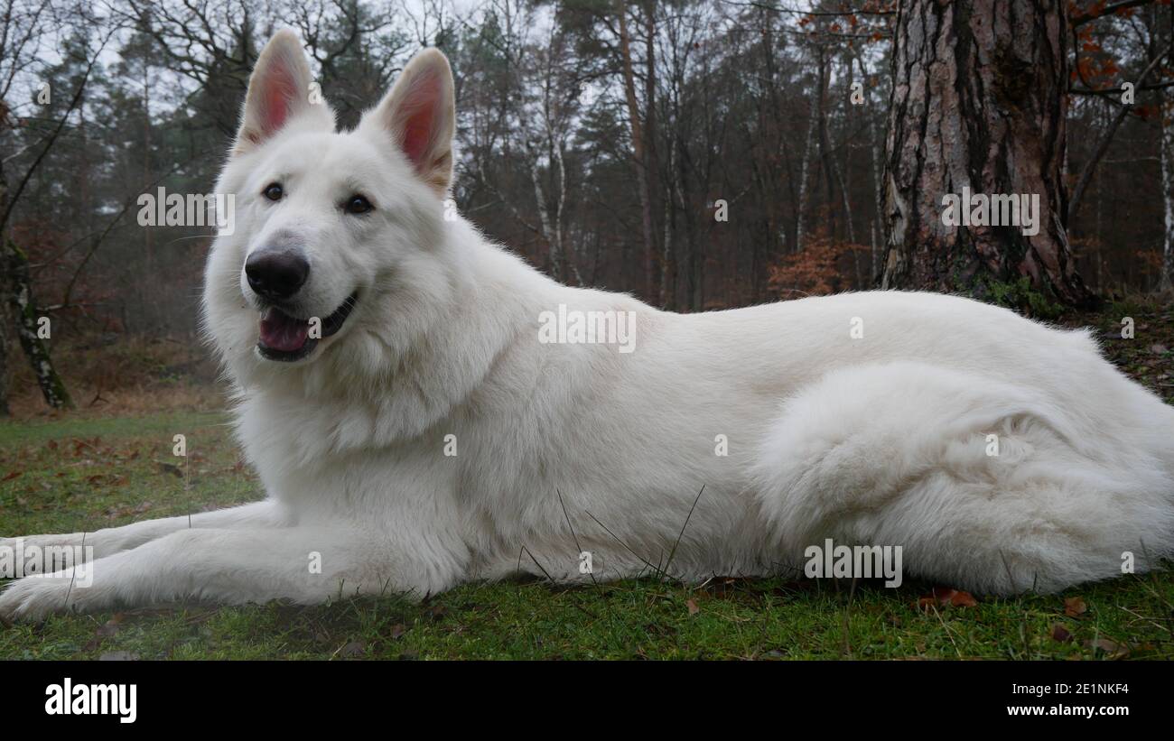 White Shepherd Dog giace obbedientemente in un prato nel Mönchbruch riserva naturale nei pressi di Rüsselsheim in Germania e sorride felicemente alla fotocamera Foto Stock