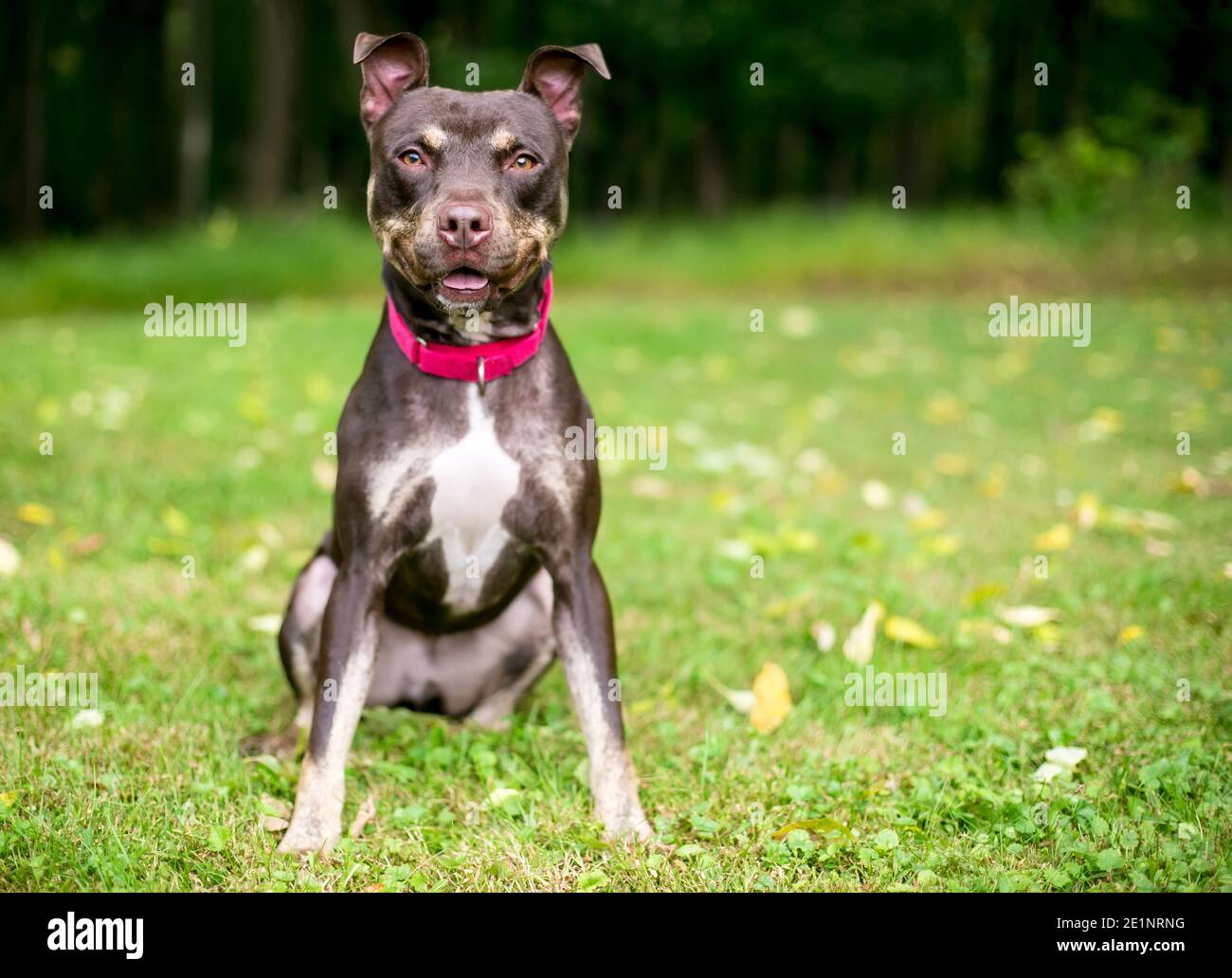 Un cane di razza mista Pit Bull Terrier che indossa un collare rosso, seduto all'aperto Foto Stock