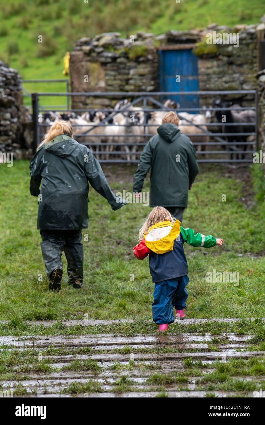 Famiglia che raccoglie pecore al largo delle Howgill Fells in Cumbria, parte del 'Western Dales' nel Yorkshire Dales National Park, Regno Unito. Foto Stock