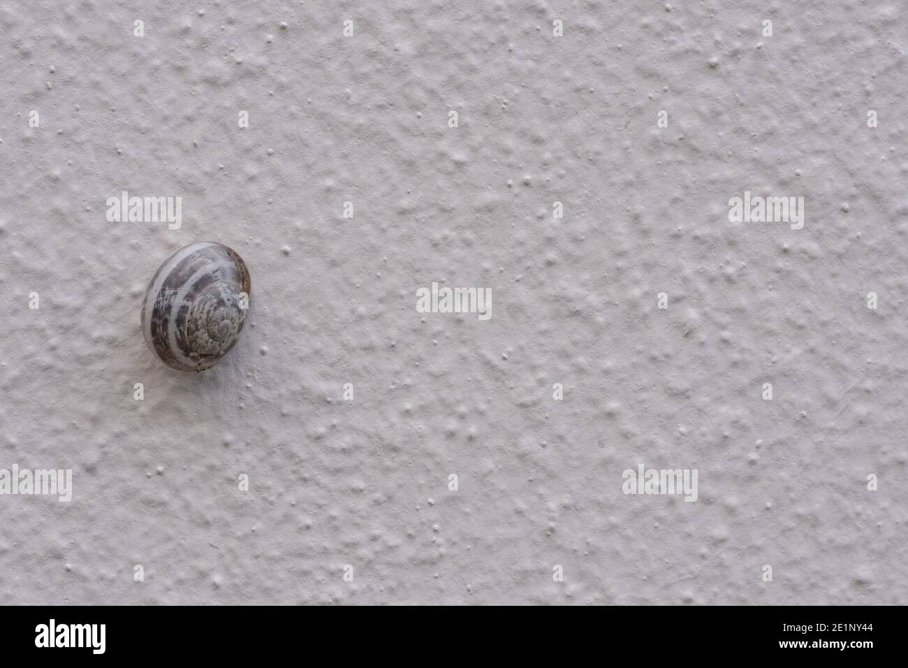 Una singola lumaca che sale su una parete ruvida testurizzata. Il guscio naturale ha un design marrone e bianco. Sfondo animale naturale con spazio di copia Foto Stock