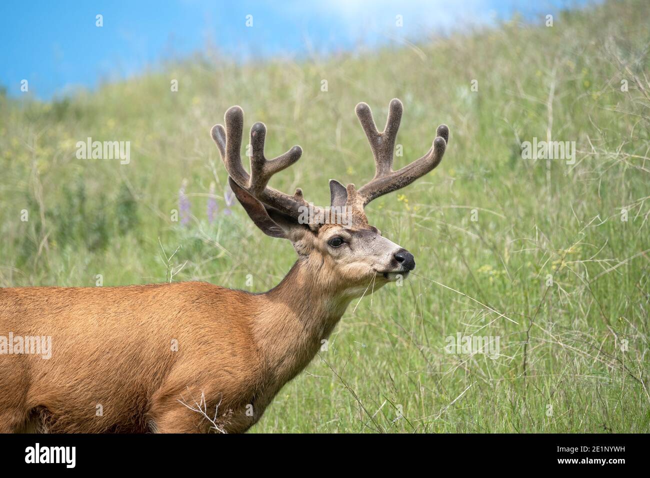 Mule Deer, patrimonio dell'umanità dell'Iwetemlaykin, Oregon. Foto Stock