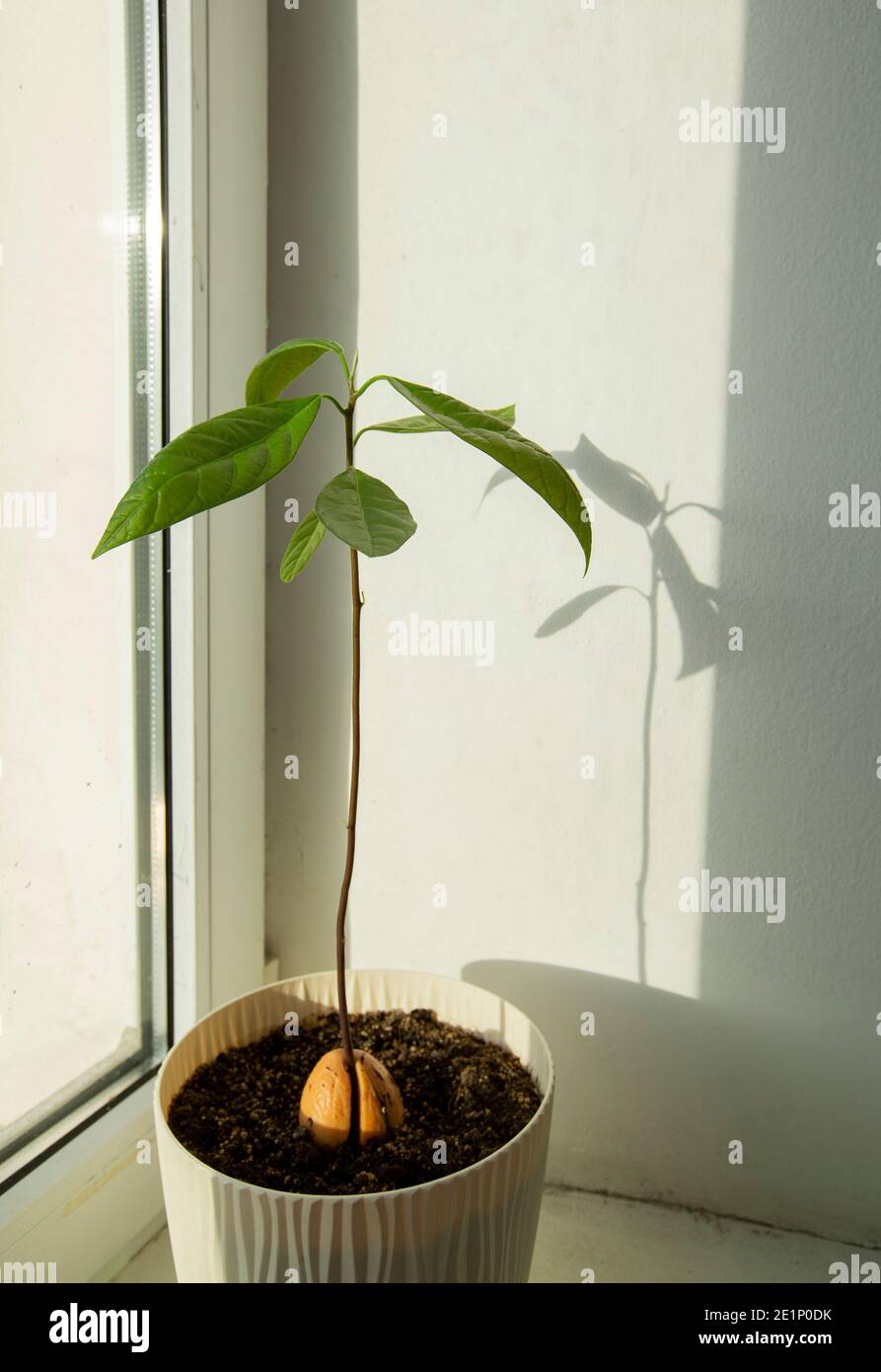 giovane albero di avocado cresciuto da semi in un vaso di fiori Foto Stock