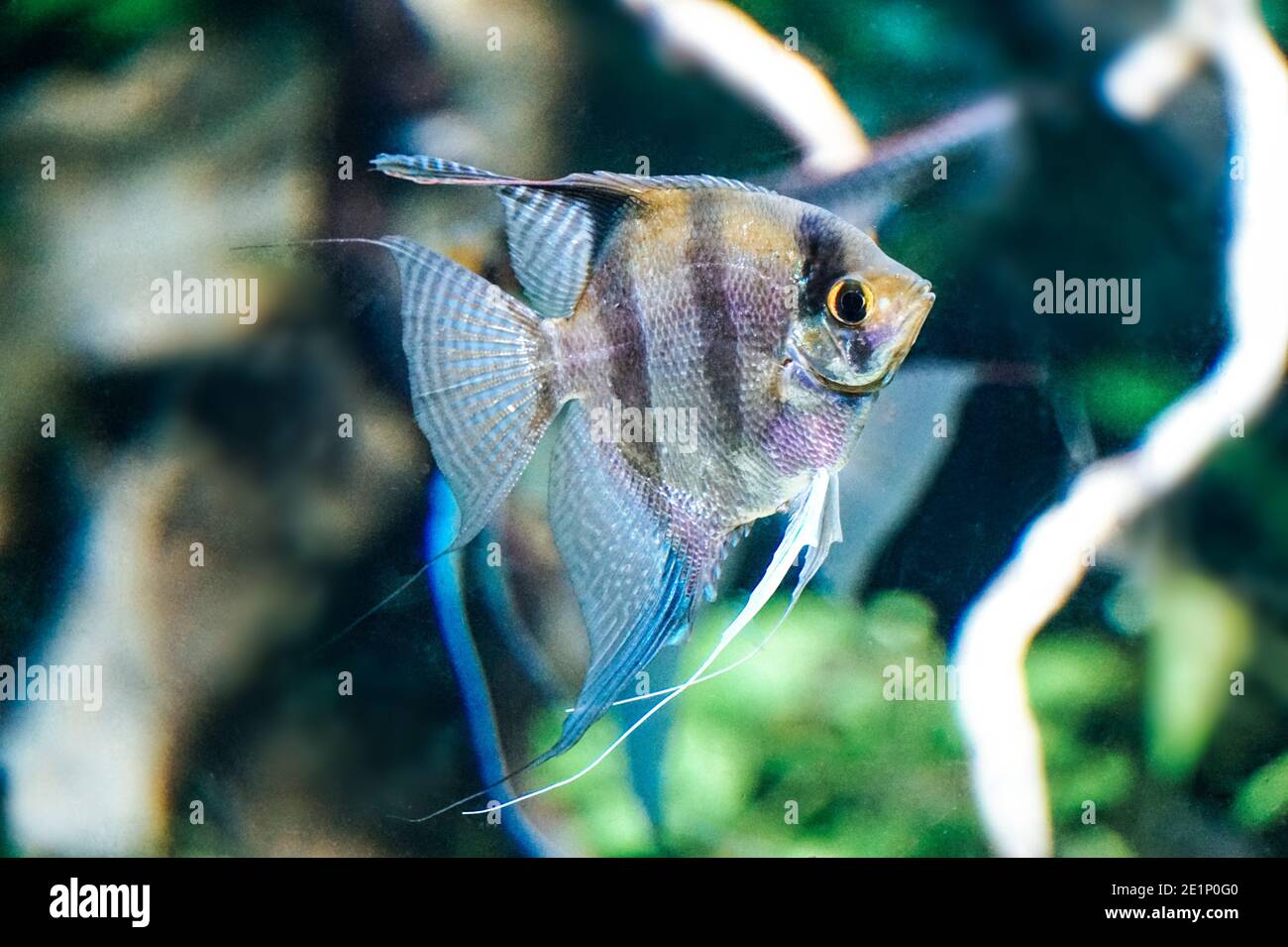 Pesce scalare - vista laterale Foto Stock
