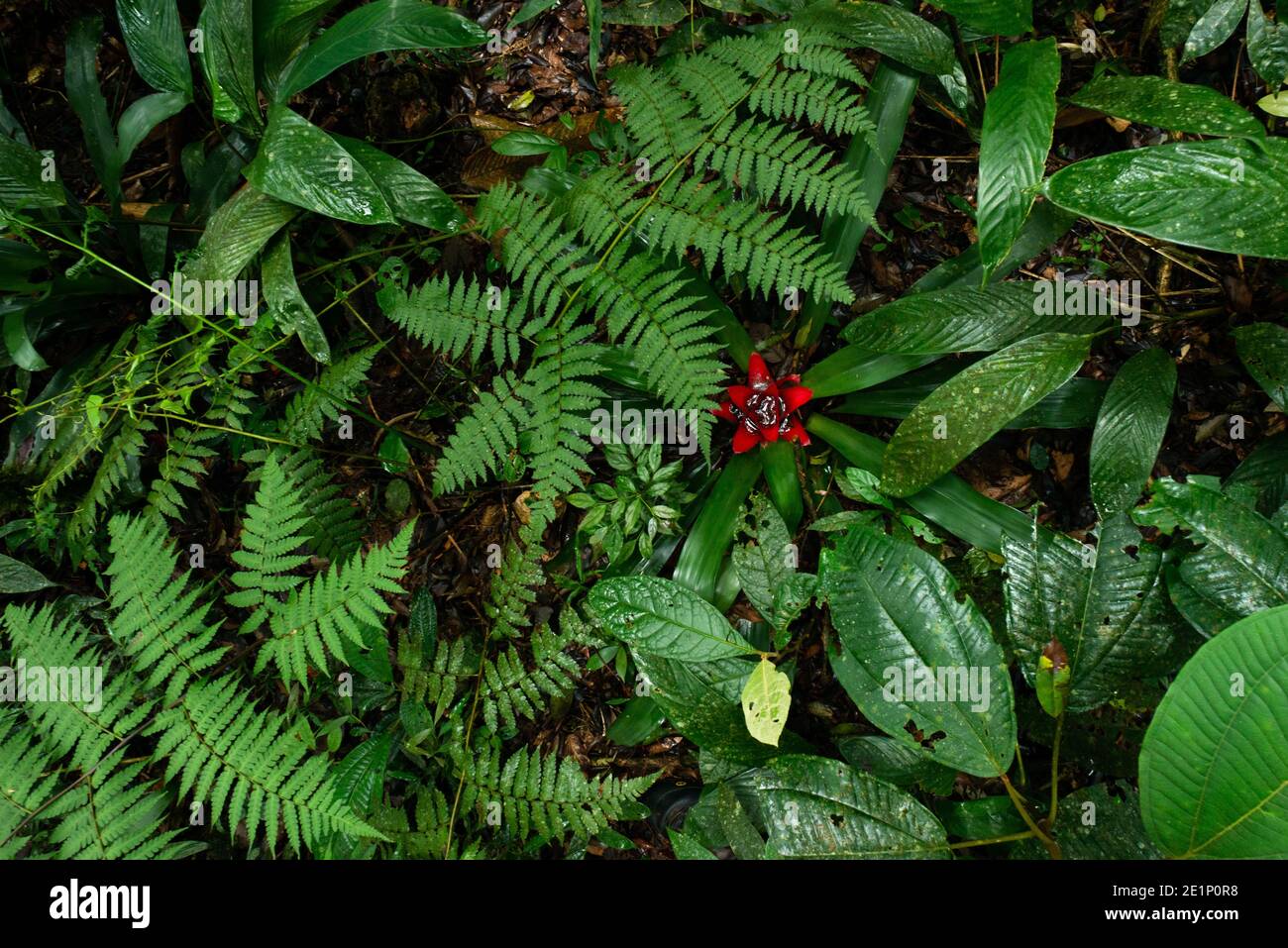 Vegetazione lussureggiante al pavimento della foresta pluviale atlantica Di se Brasile Foto Stock