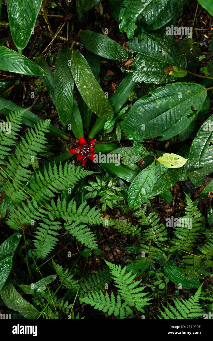 Vegetazione lussureggiante al pavimento della foresta pluviale atlantica Di se Brasile Foto Stock