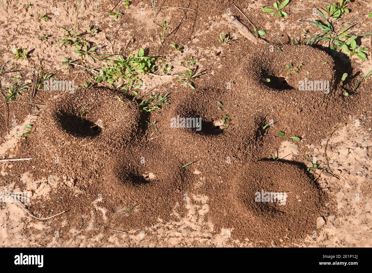 La colonia di formiche nidifica Foto Stock