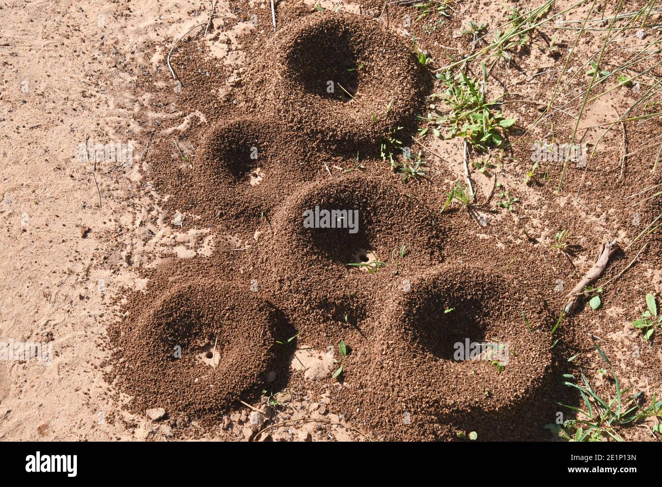 La colonia di formiche nidifica Foto Stock