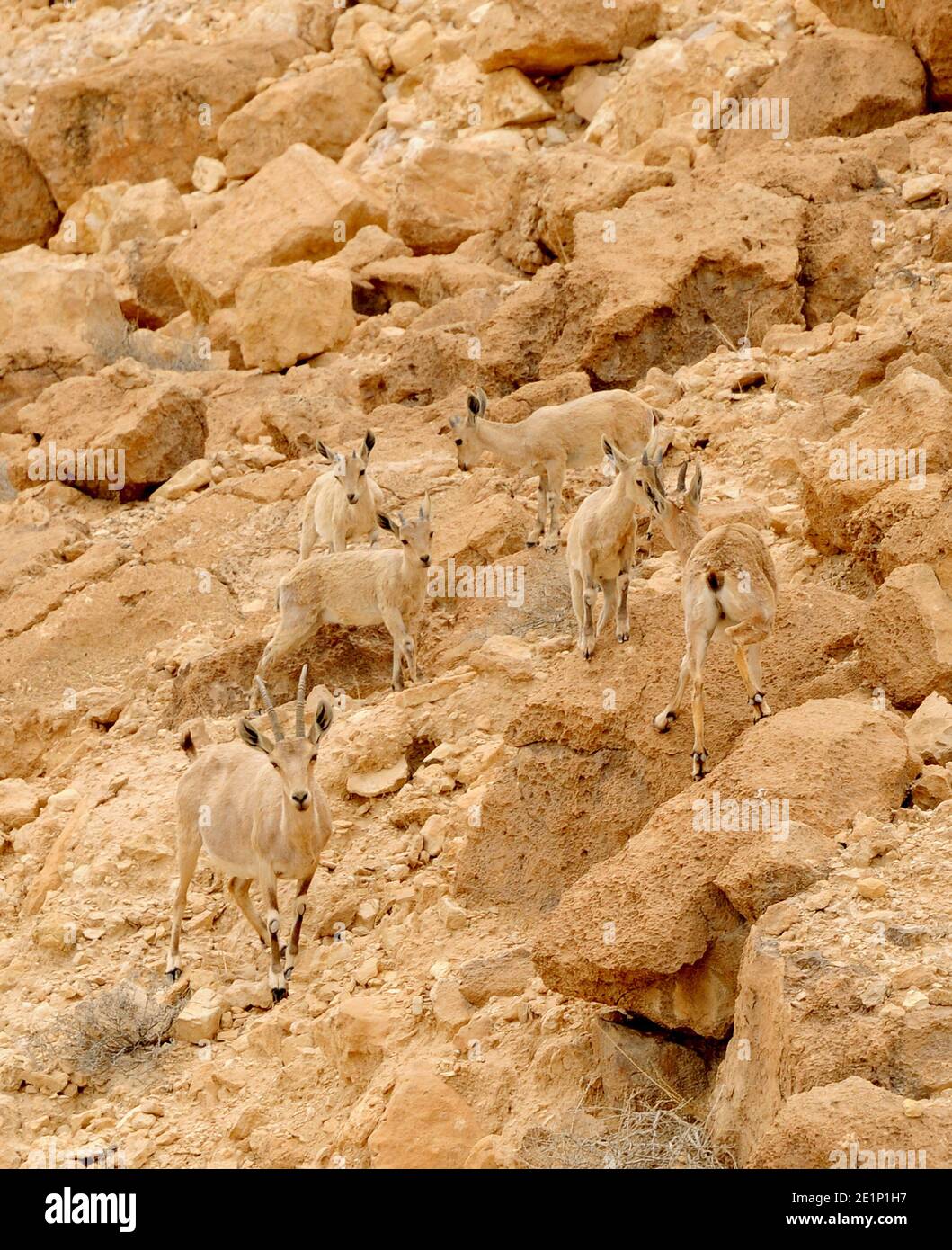 Giovane asilo Ibex, sicuro anche da camouflage Foto Stock