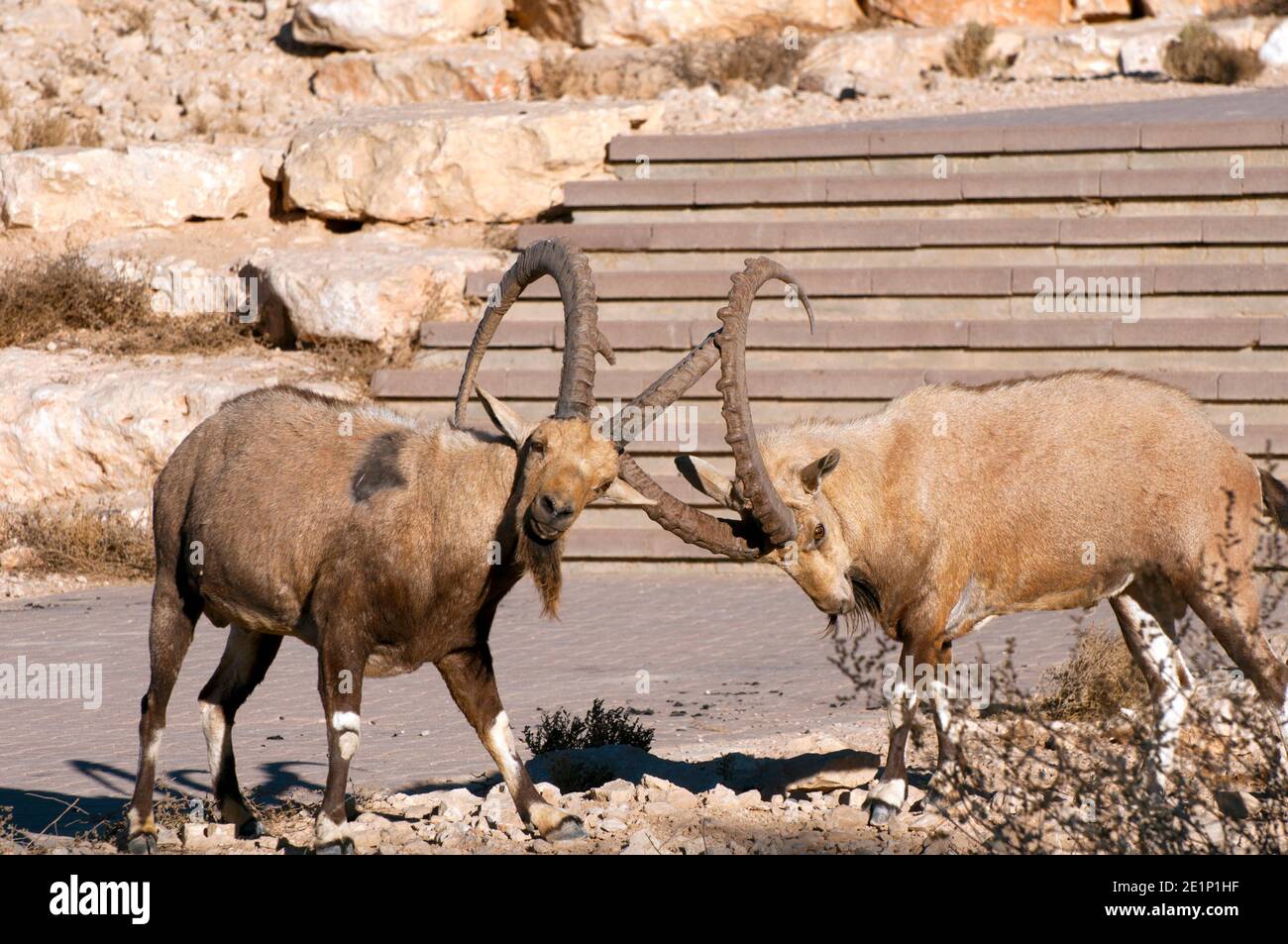 Lotta selvaggia Ibex a Mitzpe ramon, Israele Foto Stock