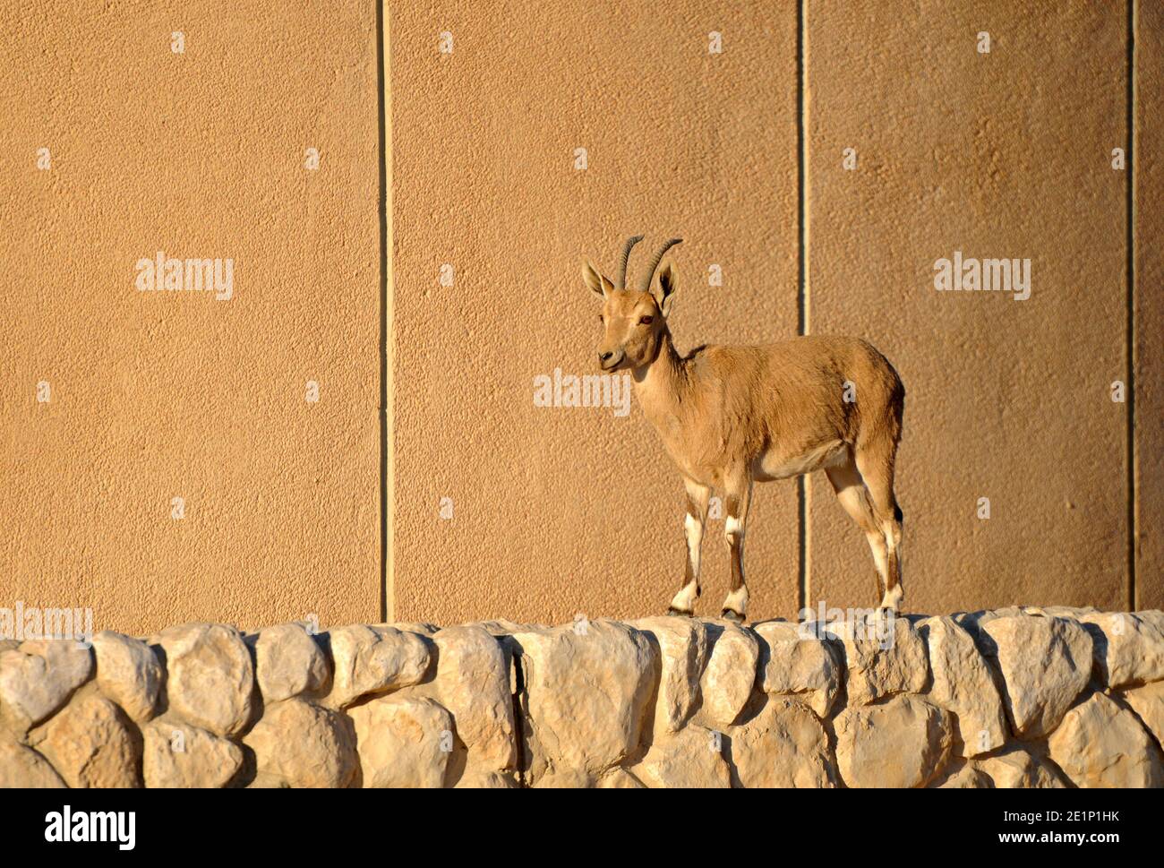Ibex selvatico a Mitzpe ramon, Israele Foto Stock