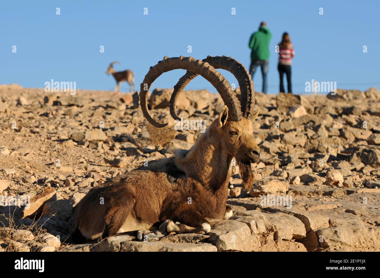 Il maschio Ibex si sente sicuro vicino alla gente a Mitzpe Ramon, Israele Foto Stock