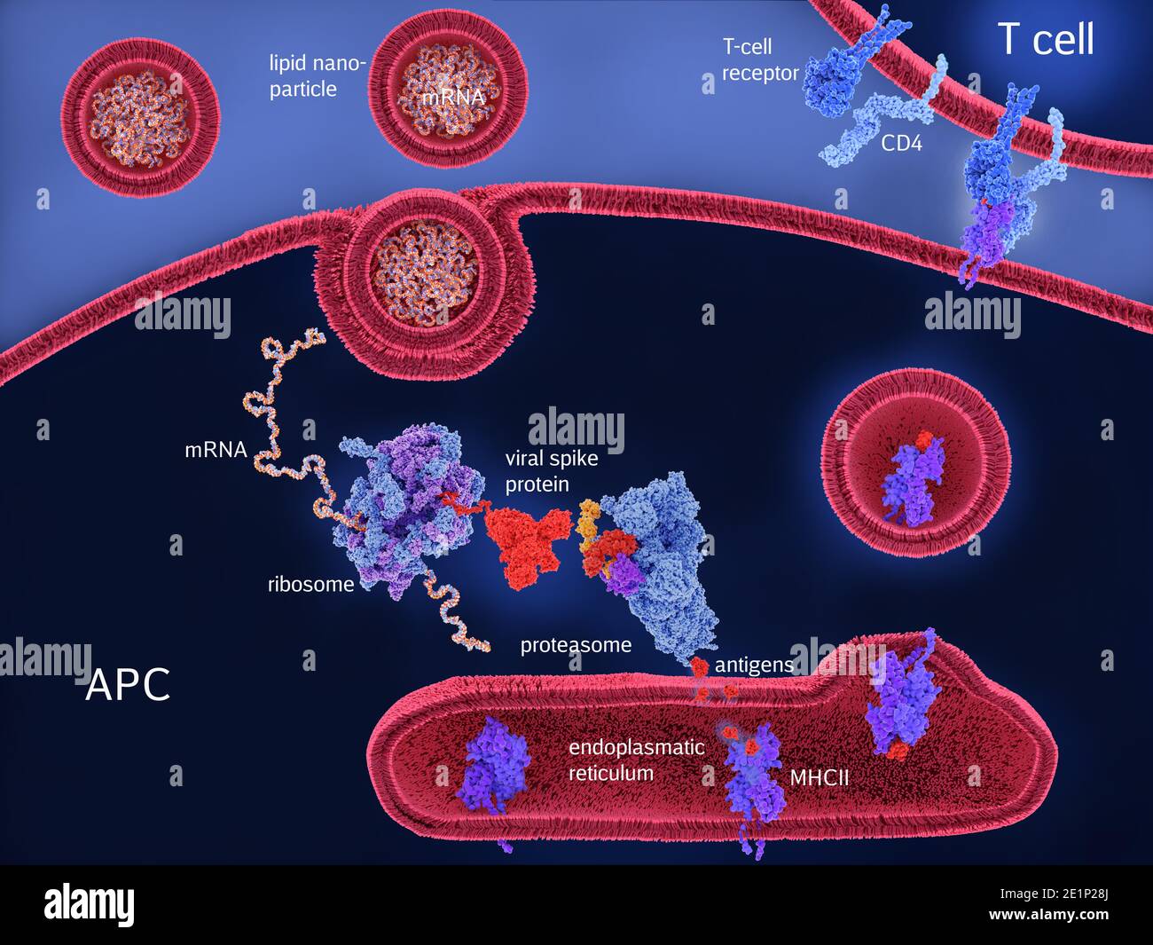 Vaccino per RNA Covid-19, illustrazione Foto Stock