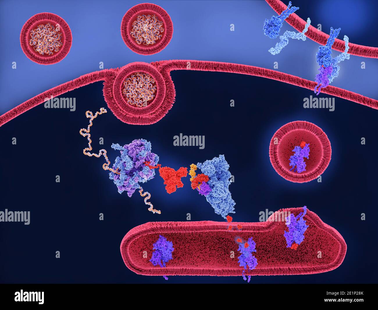 Vaccino per RNA Covid-19, illustrazione Foto Stock