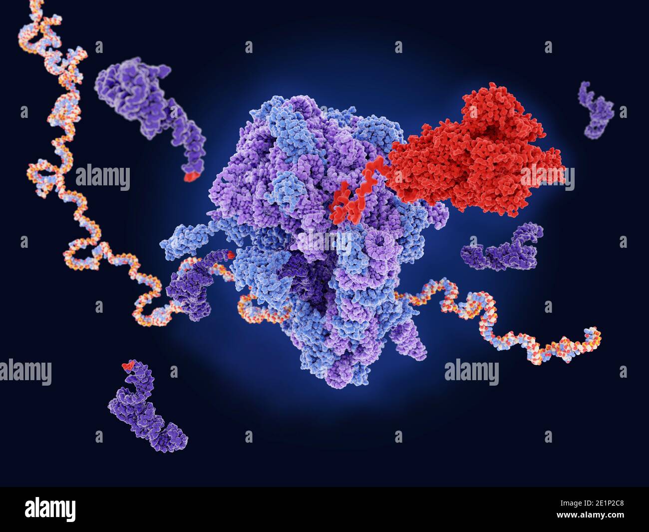 Ribosoma che fa la proteina del picco del coronavirus, illustrazione Foto Stock