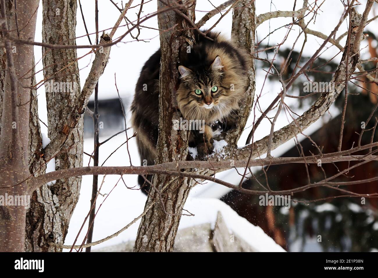 Un gatto norvegese della foresta ha abilmente scalato un albero dentro inverno Foto Stock