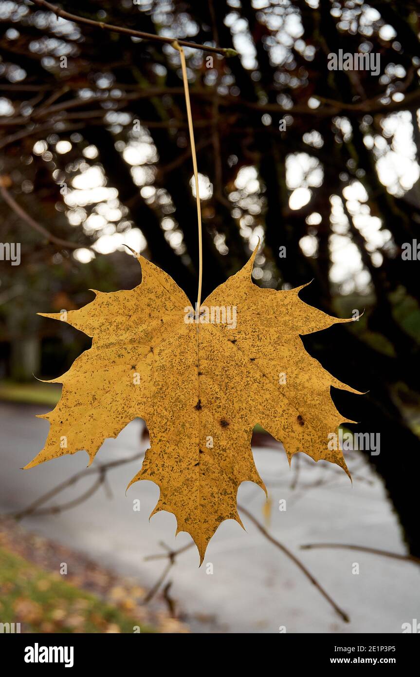 Closeup di una singola foglia gialla di acero norvegese appesa a testa in giù da un albero in autunno, Vancouver, British Columbia, Canada Foto Stock