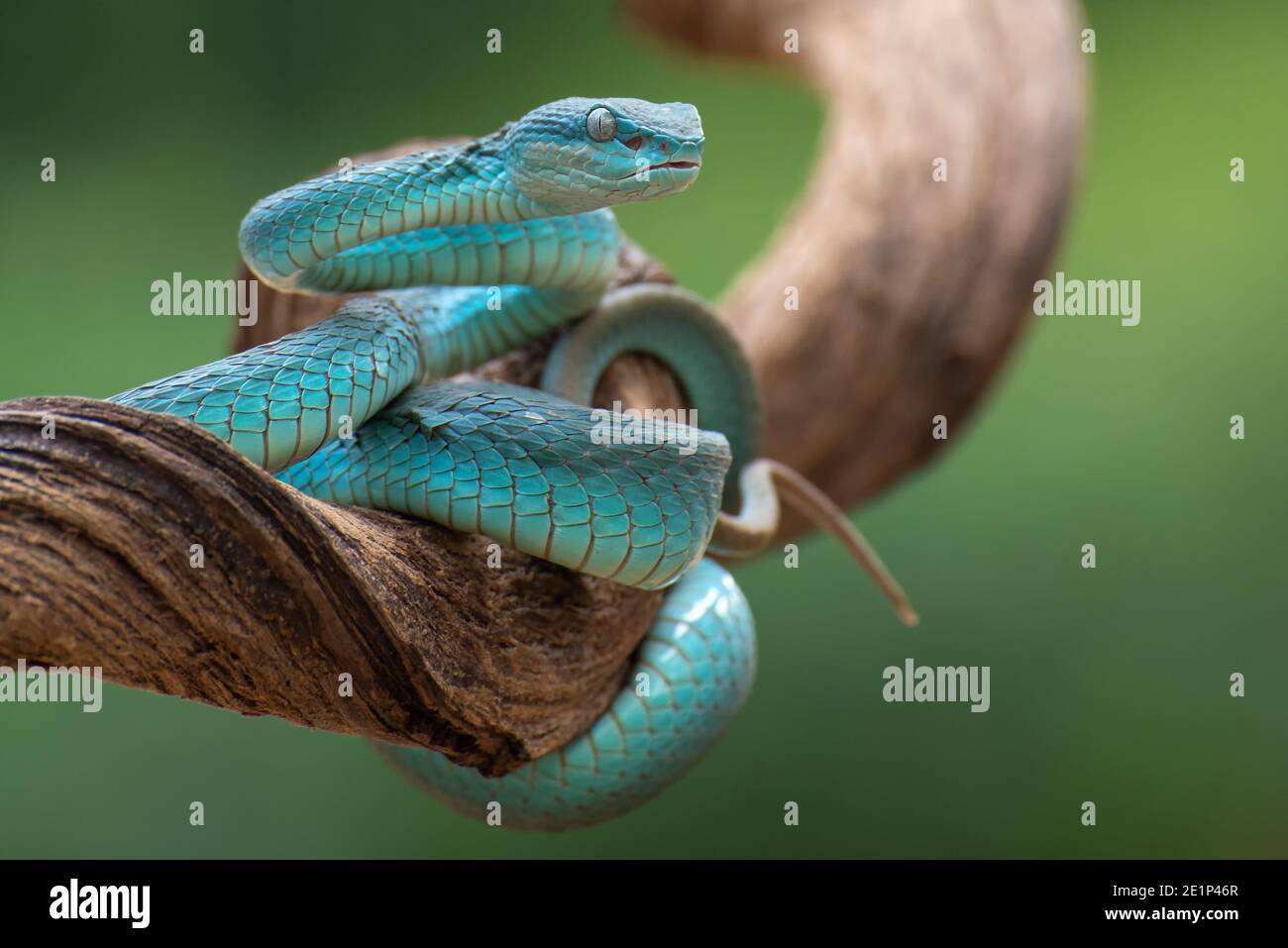 Sunda isola buca viper ( Trimeresurus insularis ) Foto Stock