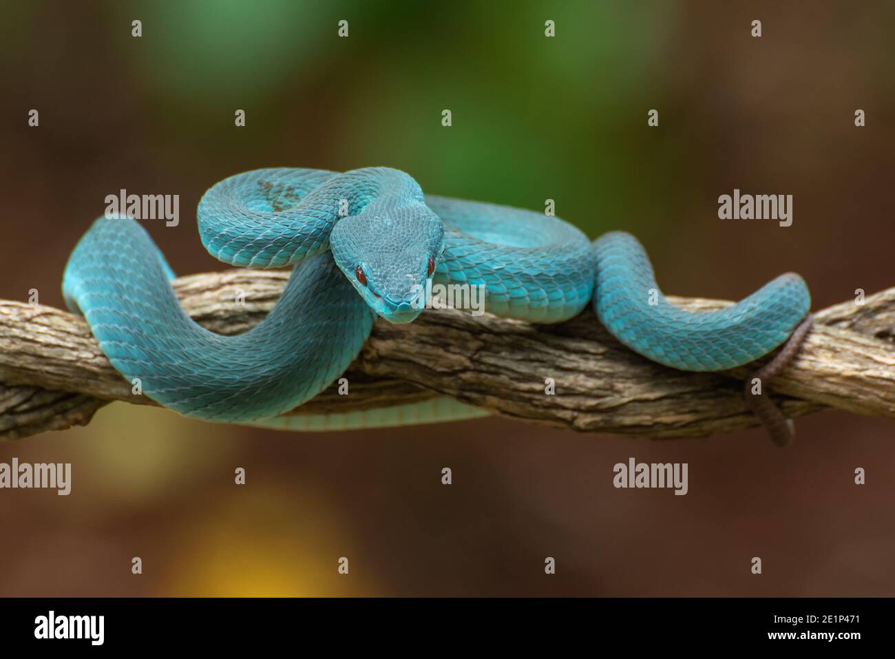 Sunda isola buca viper ( Trimeresurus insularis ) Foto Stock