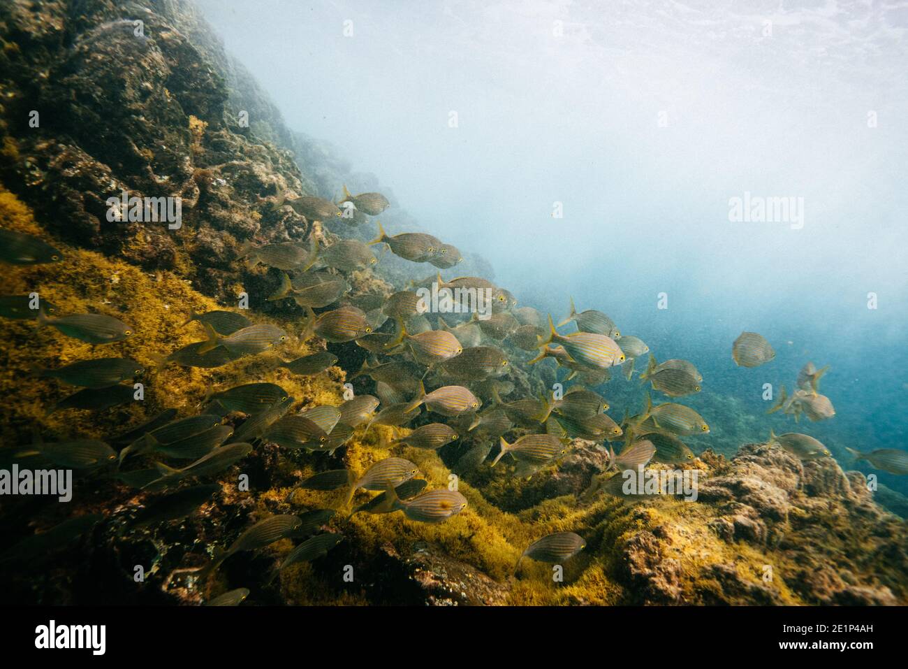 Pesci nuotare pacificamente sulla riva vicino alle rocce Foto Stock