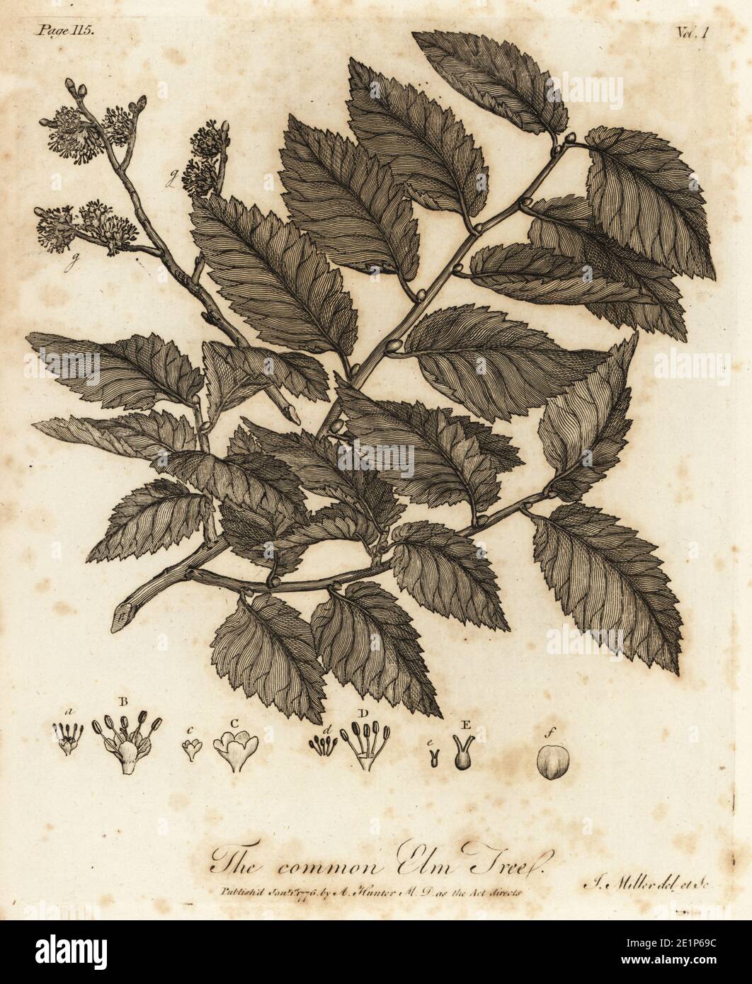 Wych elm o Scots elm, Ulmus glabra. Albero comune degli olmi, Ulmus campestris. Incisione su copperplate disegnata e incisa da John Miller (Johann Sebastian Muller) di John Evelyn’s Sylva, o UN Discorso di alberi di foresta e la propagazione del Timer, J. Dodsley, Londra, 1776. Foto Stock