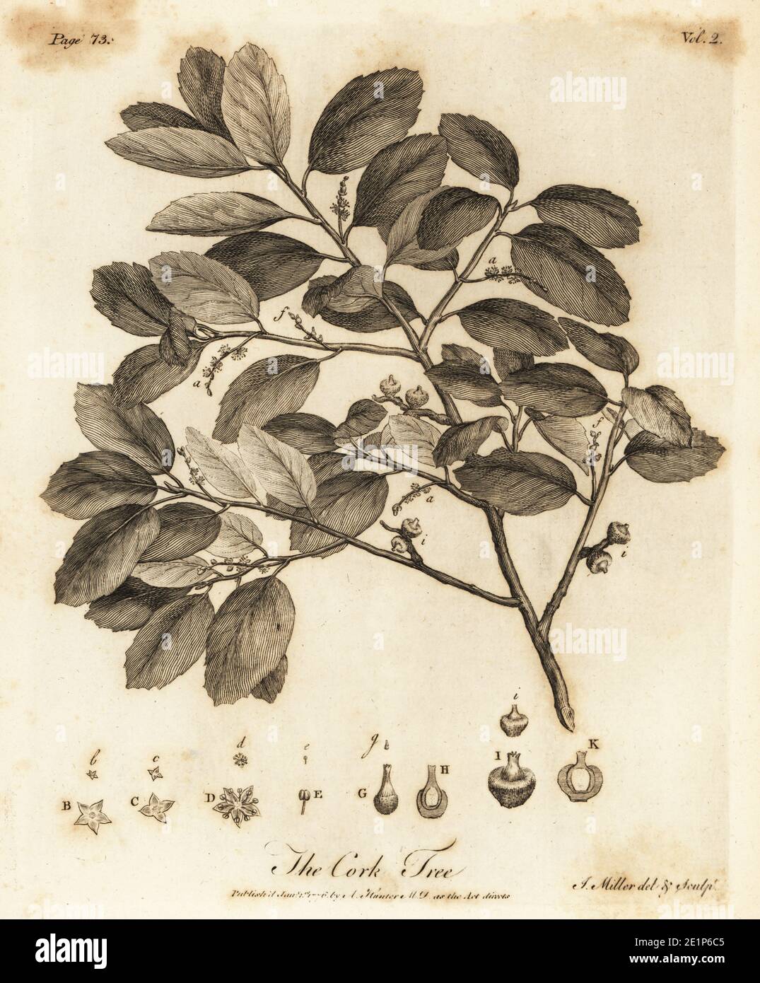 Quercia di sughero, Quercus suber. L'albero di sughero. Incisione su copperplate disegnata e incisa da John Miller (Johann Sebastian Muller) di John Evelyn’s Sylva, o UN Discorso di alberi di foresta e la propagazione del Timer, J. Dodsley, Londra, 1776. Foto Stock