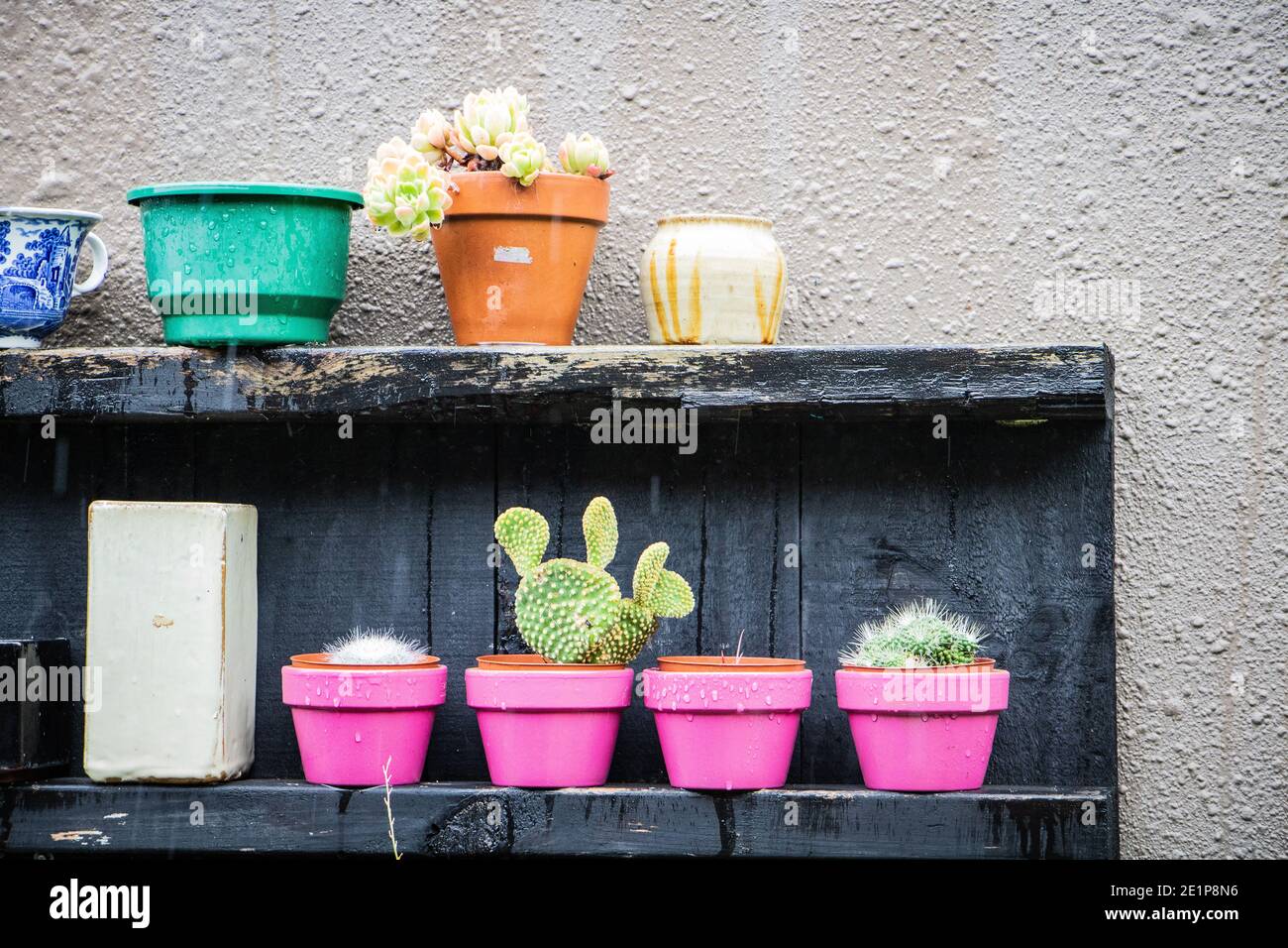 Cactus in pentola rosa contro la parete macchiata di ruggine Foto Stock