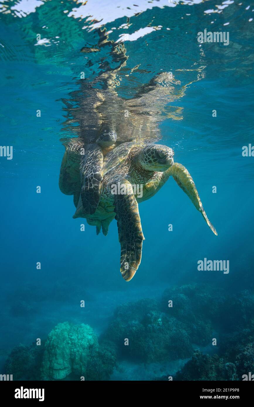 Tartarughe di mare verde, Chelonia mydas (specie minacciate), accoppiamento, vicino Mala Wharf, West Maui, Hawaii, USA ( Oceano Pacifico centrale ) Foto Stock