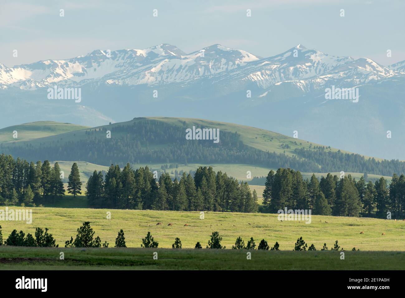 Mandria di alci sulla Zumwalt Prairie dell'Oregon. Foto Stock