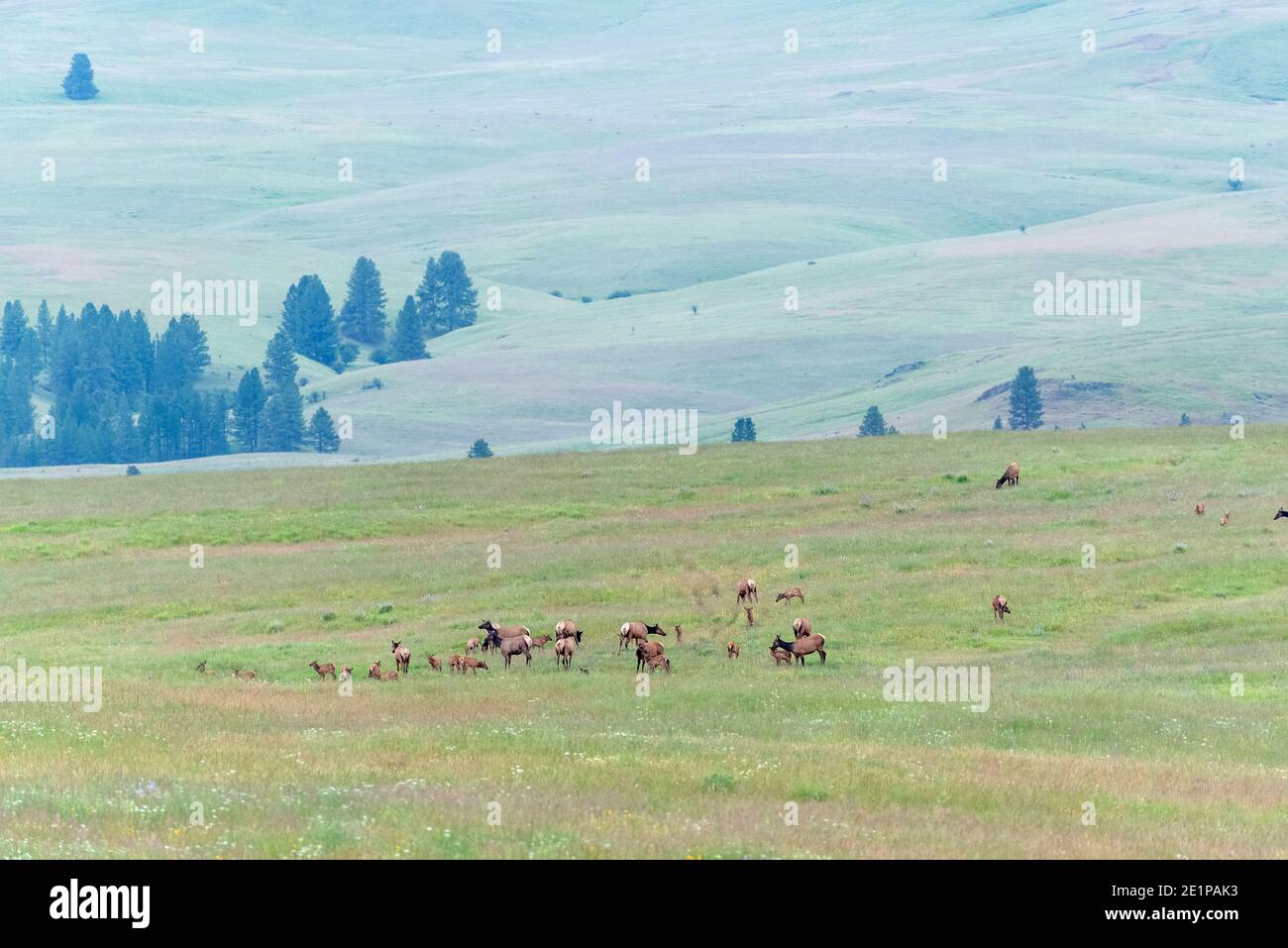 Mandria di vacche e vitelli di alci, Zumwalt Prairie, Oregon. Foto Stock