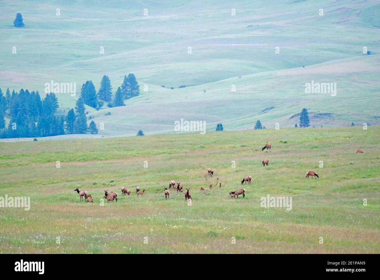 Mandria di vacche e vitelli di alci, Zumwalt Prairie, Oregon. Foto Stock