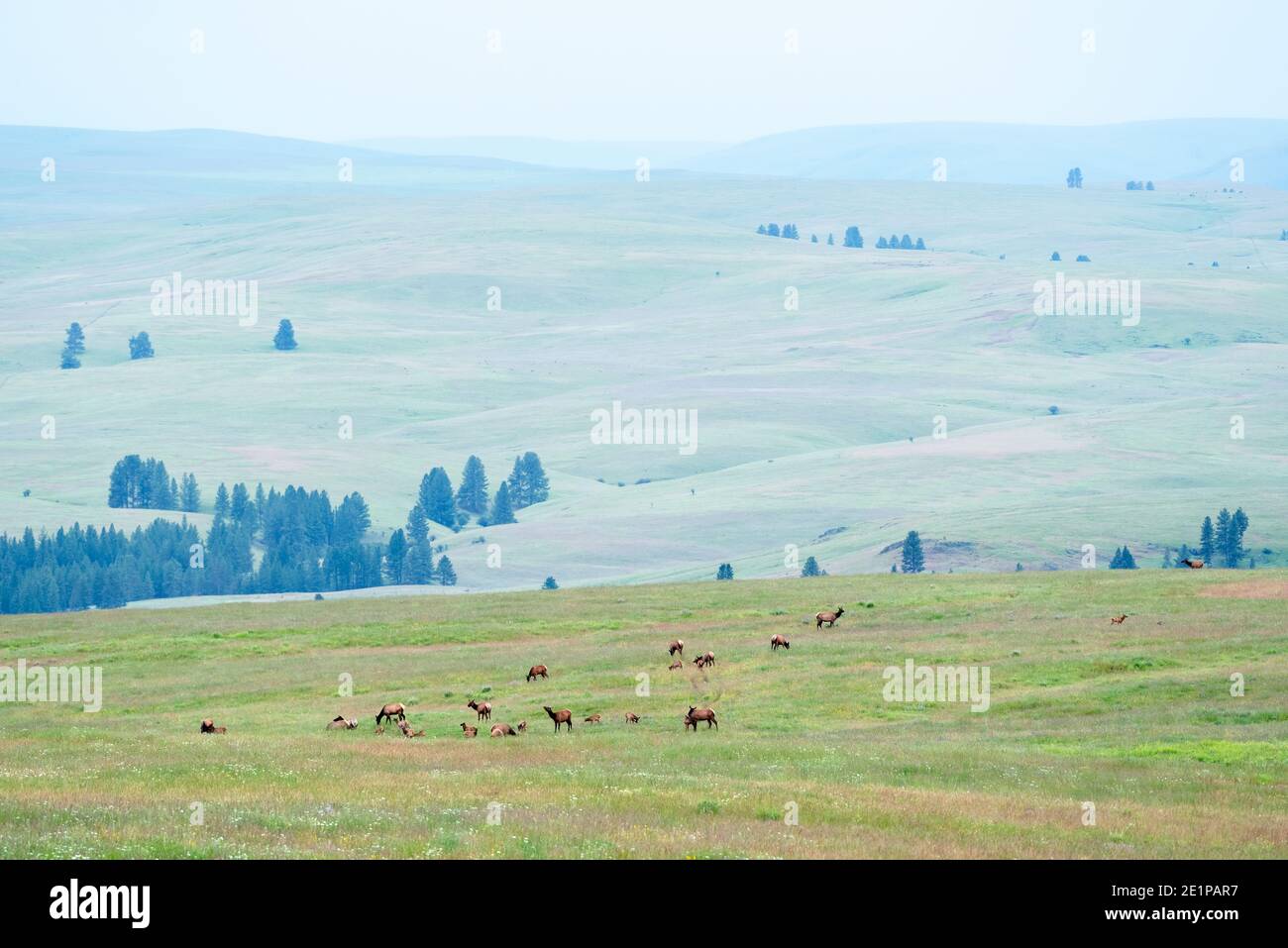 Mandria di vacche e vitelli di alci, Zumwalt Prairie, Oregon. Foto Stock
