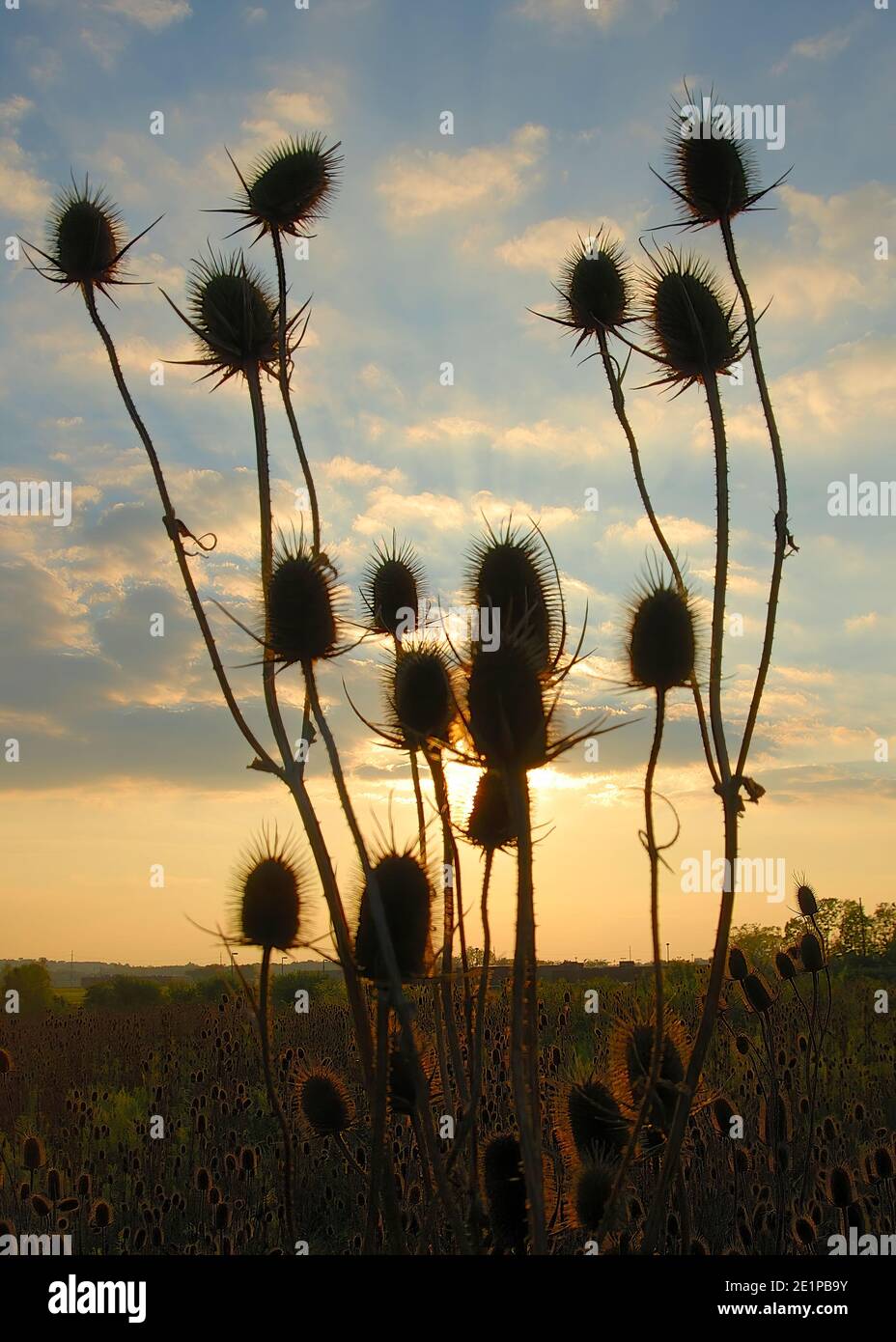 Silhouette di thistles nel Sole Setting Foto Stock