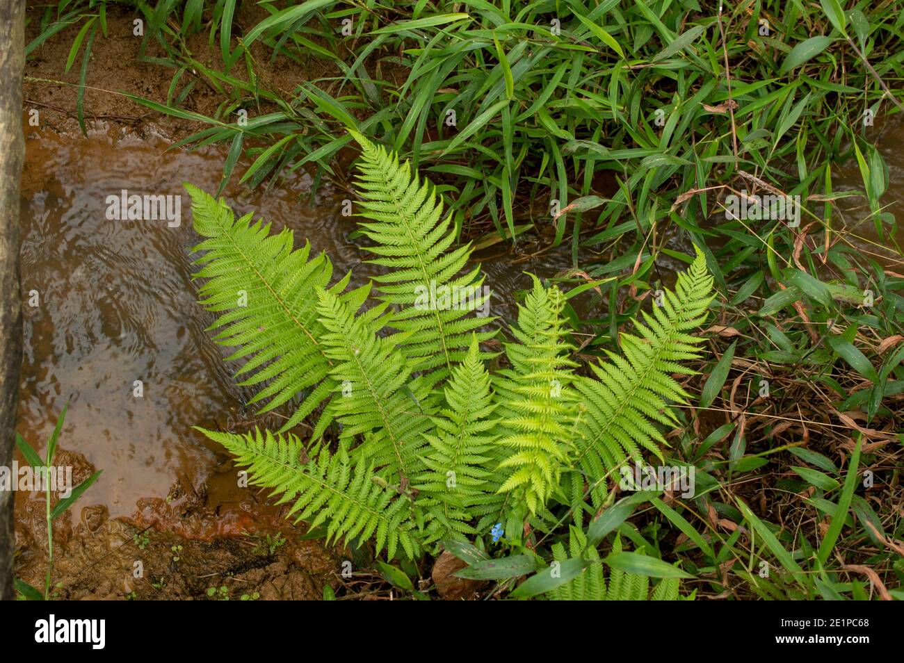 Una felce è un membro di un gruppo di piante vascolari che si riproducono tramite spore e non hanno né semi né fiori. Foto Stock