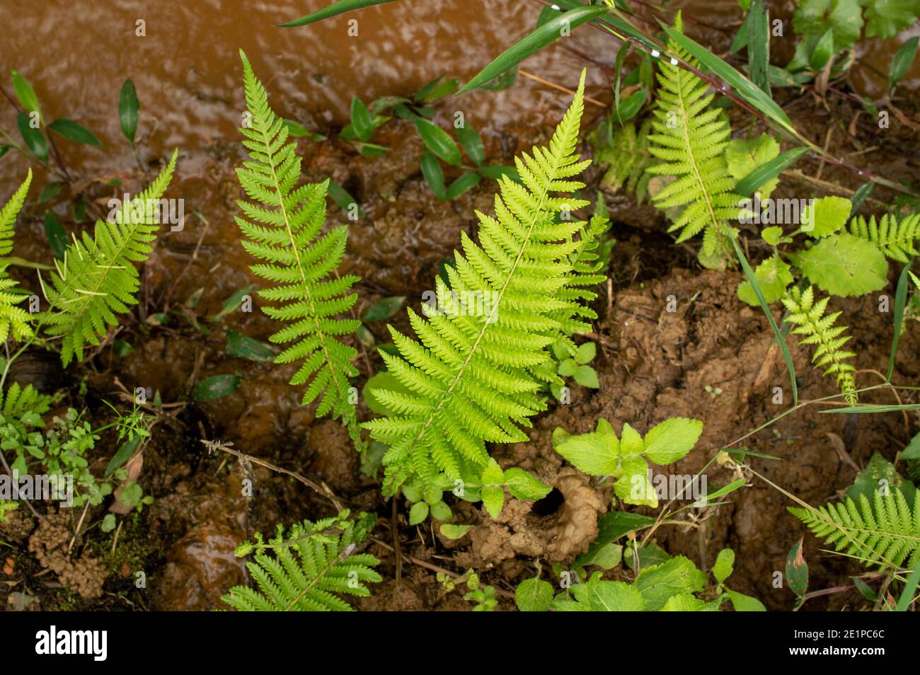 Una felce è un membro di un gruppo di piante vascolari che si riproducono tramite spore e non hanno né semi né fiori. Foto Stock