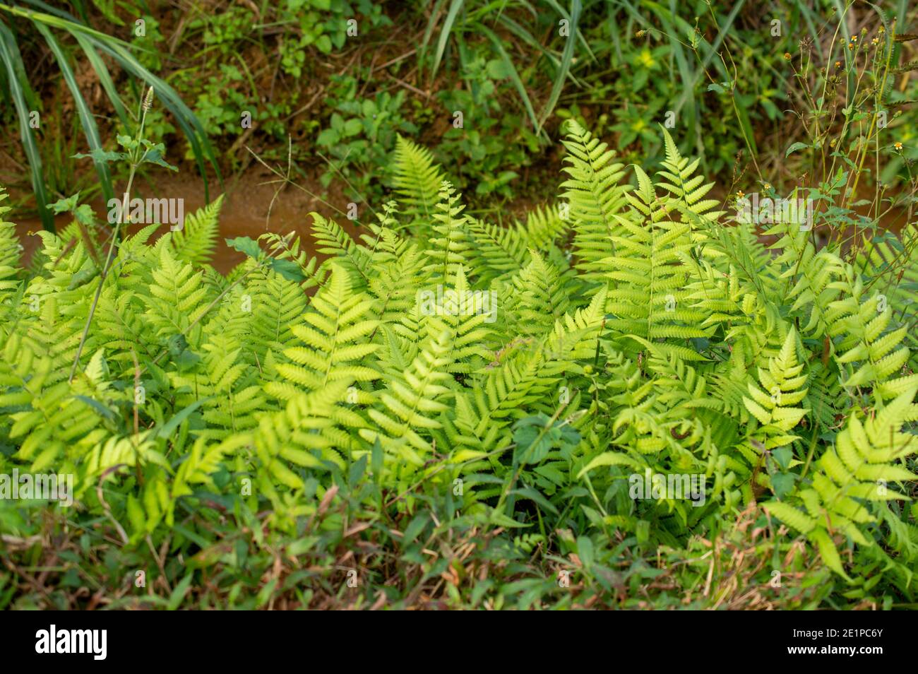 Una felce è un membro di un gruppo di piante vascolari che si riproducono tramite spore e non hanno né semi né fiori. Foto Stock