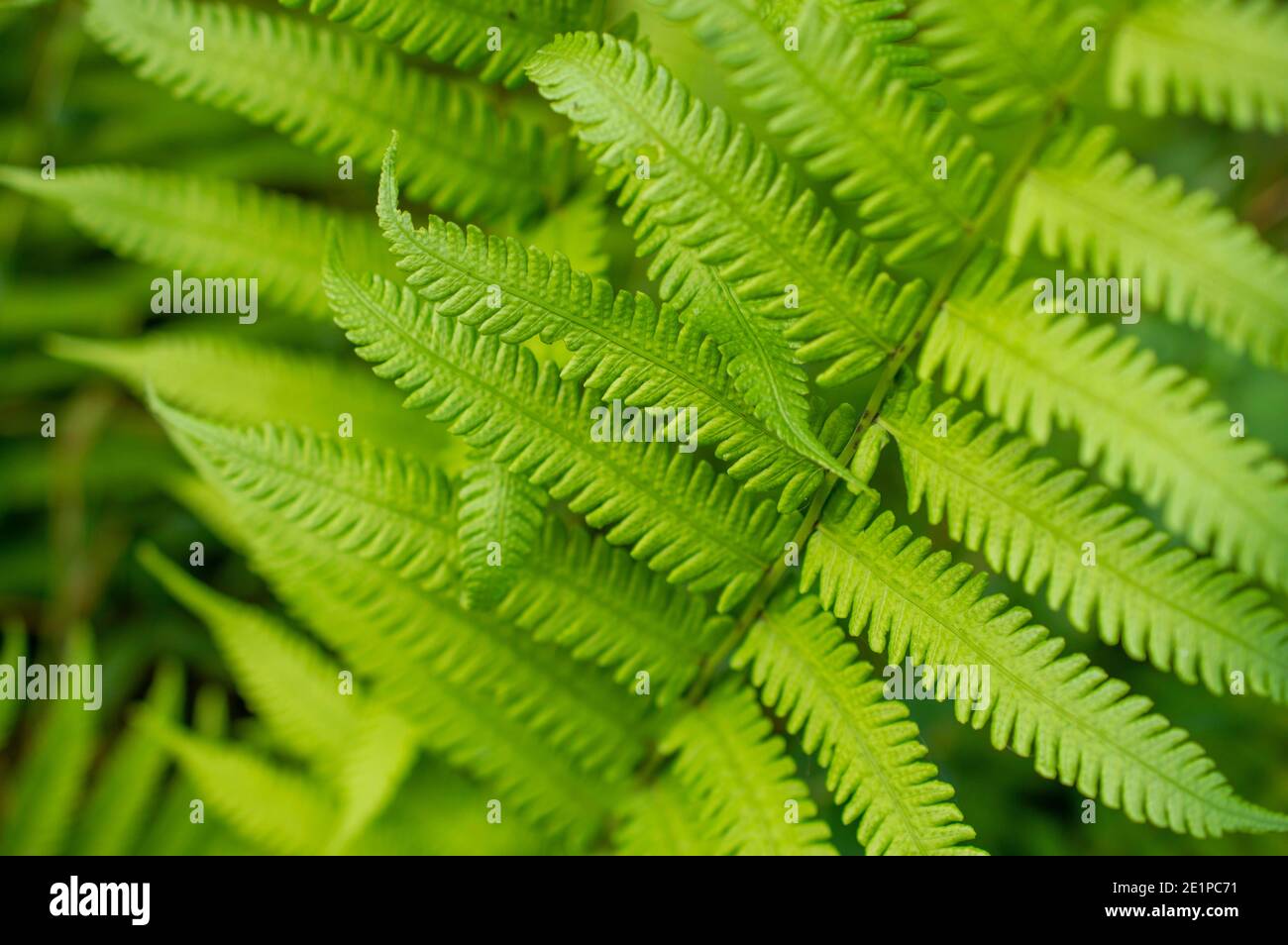 Una felce è un membro di un gruppo di piante vascolari che si riproducono tramite spore e non hanno né semi né fiori. Foto Stock