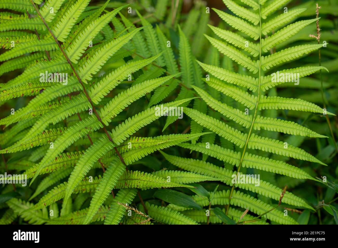 Una felce è un membro di un gruppo di piante vascolari che si riproducono tramite spore e non hanno né semi né fiori. Foto Stock