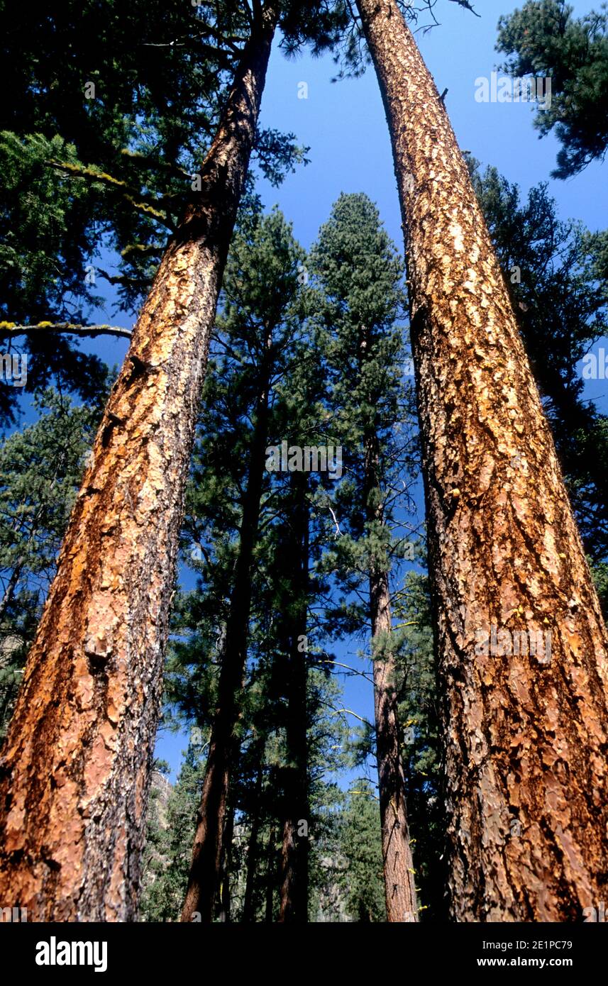 Pino Ponderosa (Pinus ponderosa) nella Boise National Forest, Idaho, USA Foto Stock