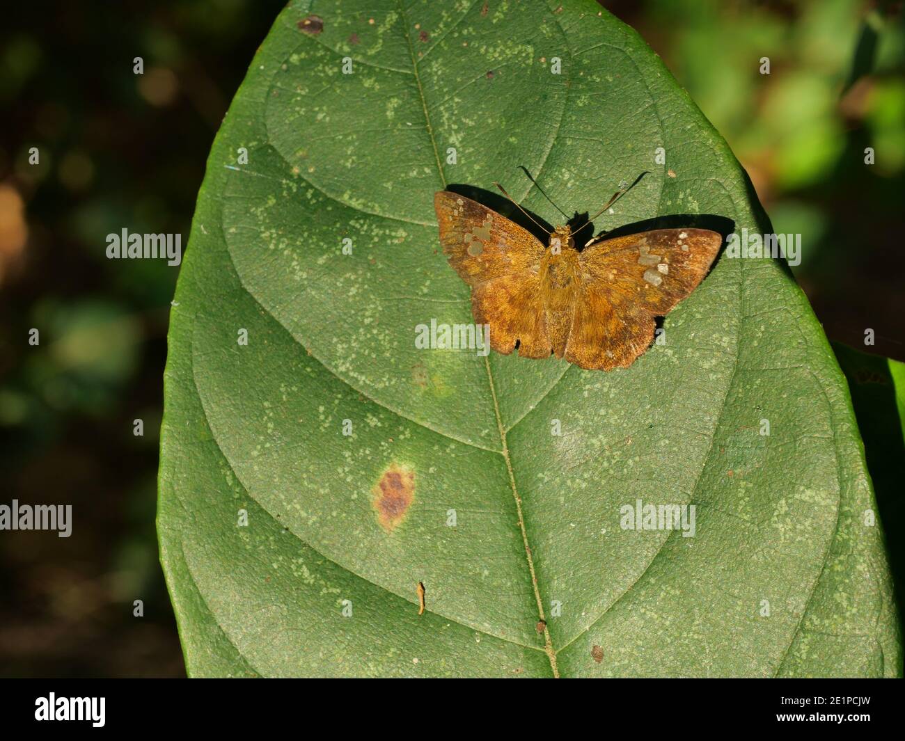 Fulvous Pied Flat ( Pseudocoladenia dan ) farfalla su foglia con fondo verde naturale, modello astratto verde sulle ali di insetto piene di capelli marroni Foto Stock