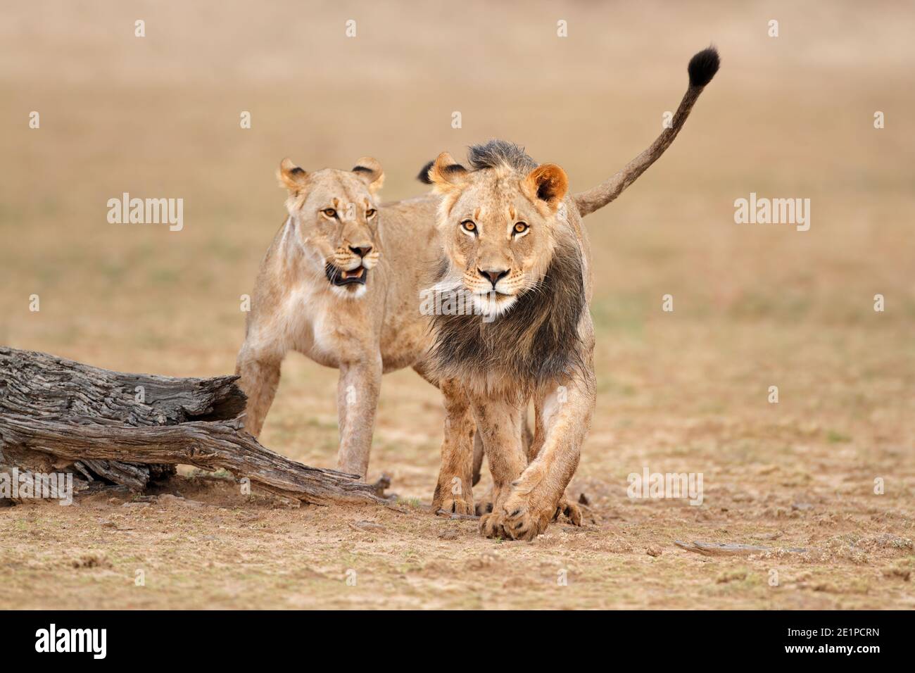 Leoni africani maschi e femmine (Panthera leo), deserto di Kalahari, Sudafrica Foto Stock