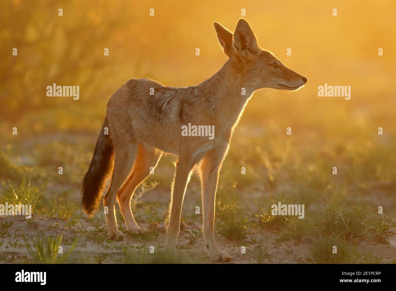 Jackal nero-backed (Canis mesomelas) alla luce del primo mattino, deserto di Kalahari, Sudafrica Foto Stock